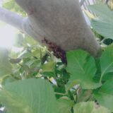 【千葉県我孫子市】9月2日　アシナガバチ　駆除依頼