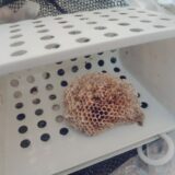 【千葉県船橋市】9月2日　アシナガバチ　駆除依頼
