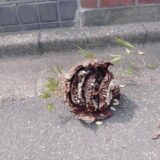 【千葉県我孫子市】9月11日　スズメバチ　駆除依頼