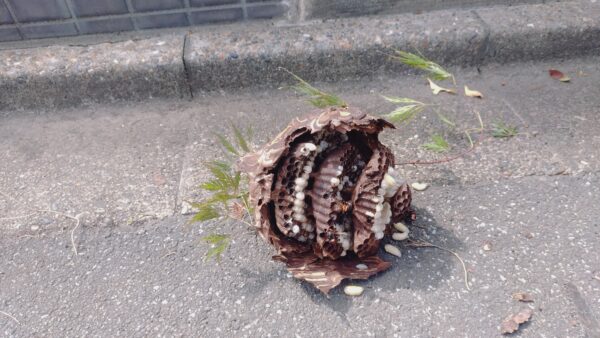 【千葉県我孫子市】9月11日　スズメバチ　駆除依頼