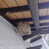 【千葉県流山市】9月13日　スズメバチ　駆除依頼