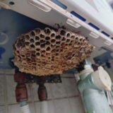 【千葉県流山市】9月15日　アシナガバチ　駆除依頼