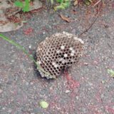 【千葉県柏市】9月15日　アシナガバチ　駆除依頼