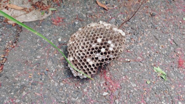 【千葉県柏市】9月15日　アシナガバチ　駆除依頼