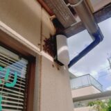 【千葉県我孫子市】9月28日　アシナガバチ　駆除依頼