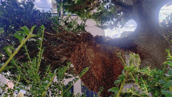 【千葉県柏市】9月30日　ミツバチ　駆除依頼