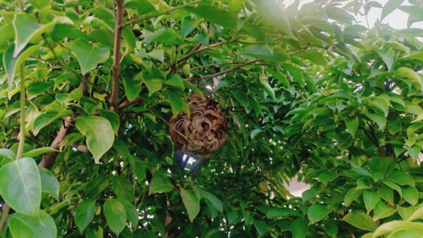 【千葉県柏市】10月2日　スズメバチ　駆除依頼