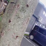 【千葉県柏市】10月4日　スズメバチ　駆除依頼