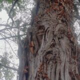 【千葉県柏市】10月5日　オオスズメバチ　駆除依頼