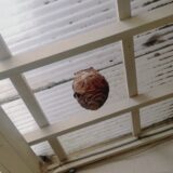 【千葉県我孫子市】10月7日　スズメバチ　駆除依頼
