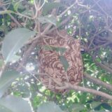 【千葉県柏市】10月9日　スズメバチ　駆除依頼