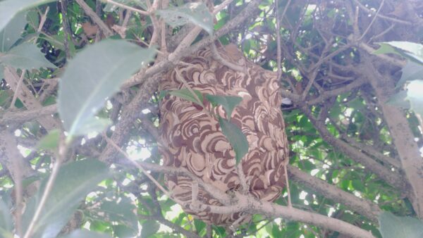 【千葉県柏市】10月9日　スズメバチ　駆除依頼