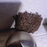 【千葉県柏市】10月17日　ミツバチ　駆除依頼