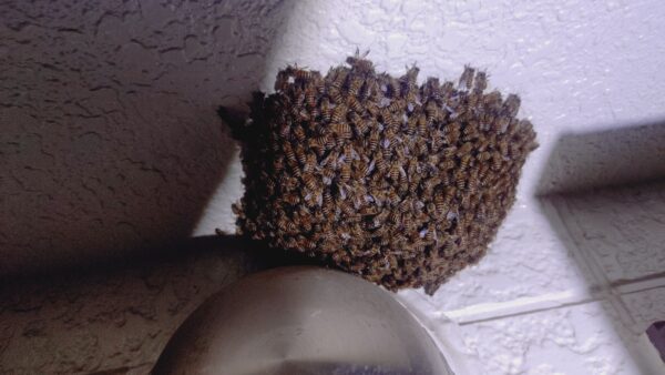 【千葉県柏市】10月17日　ミツバチ　駆除依頼