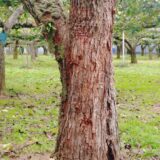 【千葉県松戸市】10月19日　オオスズメバチ　駆除依頼