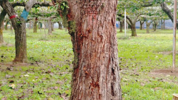 【千葉県松戸市】10月19日　オオスズメバチ　駆除依頼