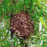 【千葉県流山市】10月24日　スズメバチ　駆除依頼