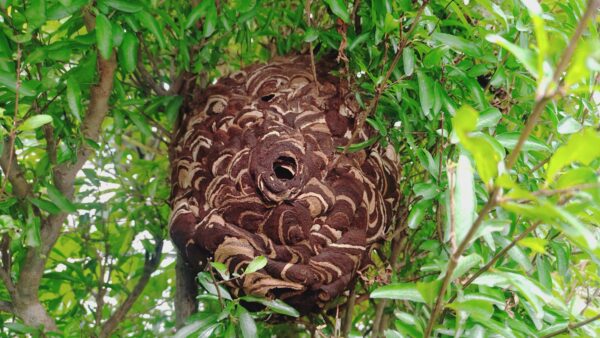 【千葉県流山市】10月24日　スズメバチ　駆除依頼